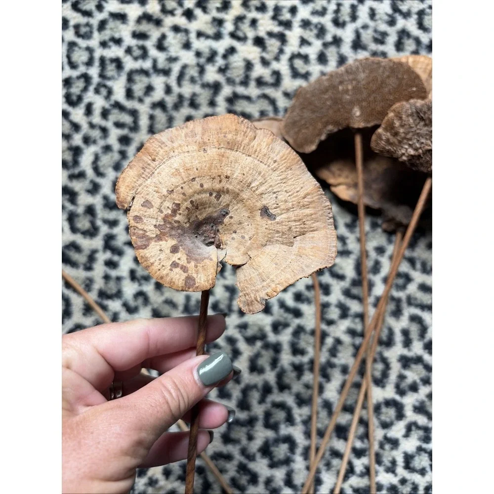 Lot 6 Large Dried Mushrooms Natural Botanical Decor Rustic Woodland Stems 20